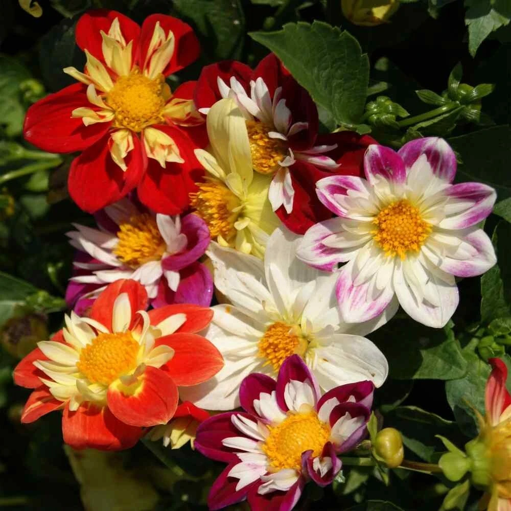 50 Mixed Colors Dahlia Seeds - Beautiful Flower Plant - Image 3