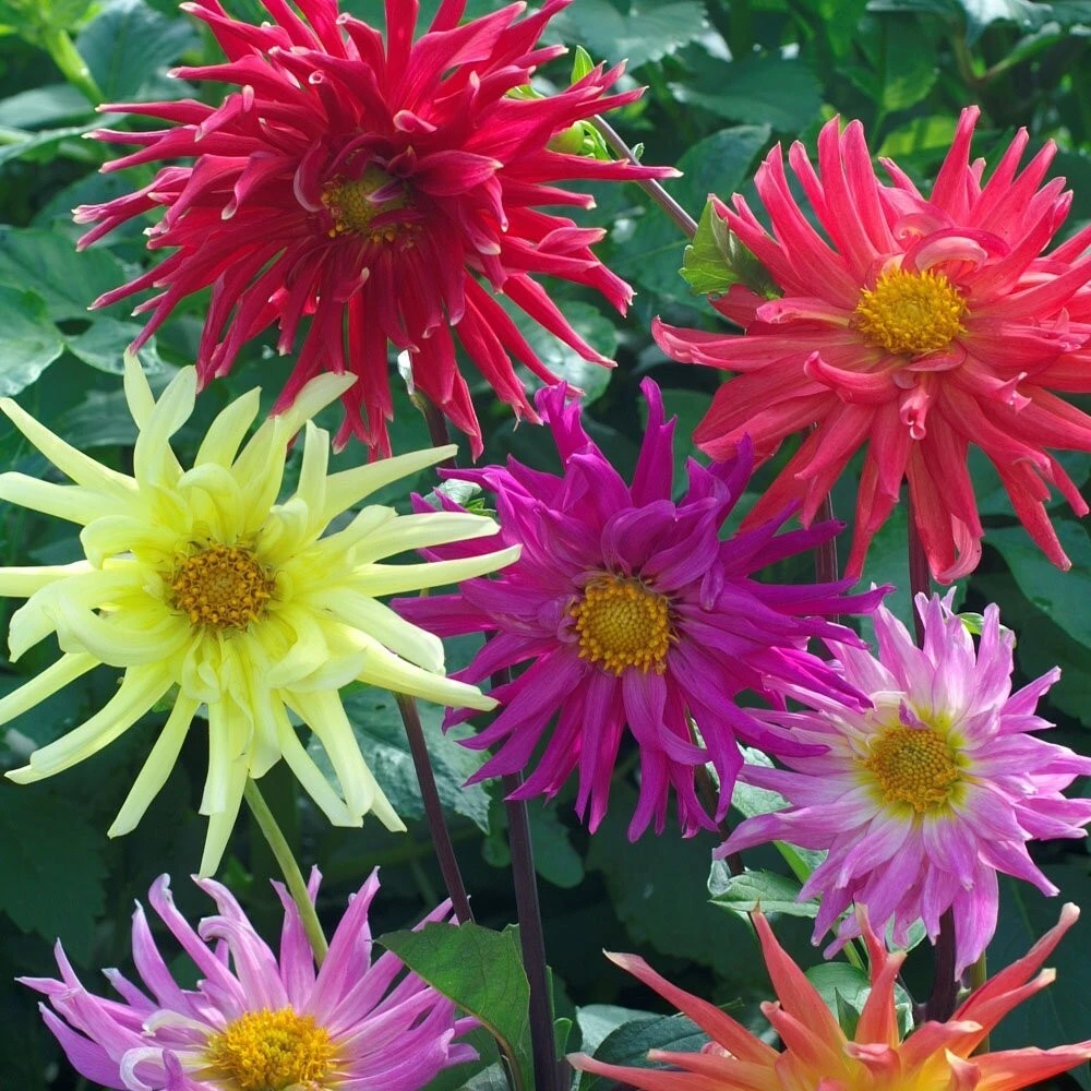 50 Mixed Colors Dahlia Seeds – Beautiful Flower Plant Seeds – Flowering - Image 5