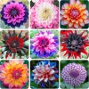 50 Mixed Colors Dahlia Seeds - Beautiful Flowering Plant Seeds for Garden - Image 1