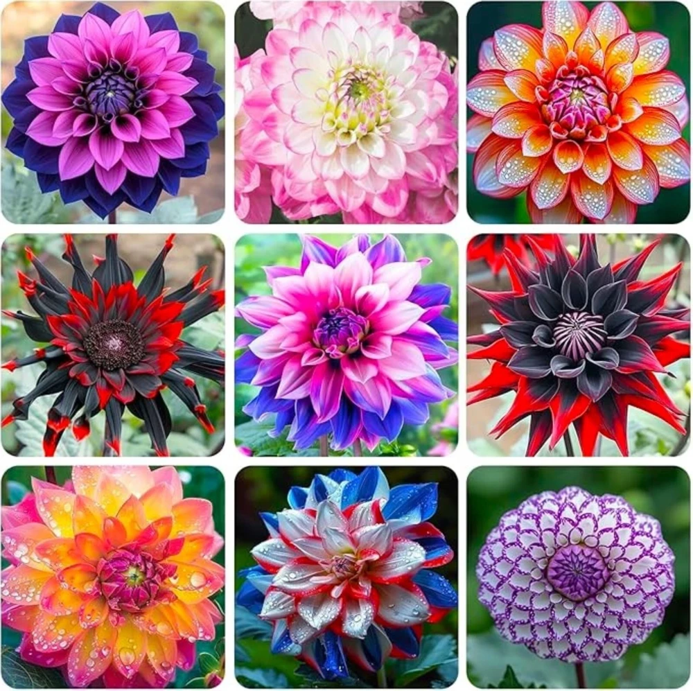 50 Mixed Colors Dahlia Seeds - Beautiful Flowering Plant Seeds for Garden - Image 1