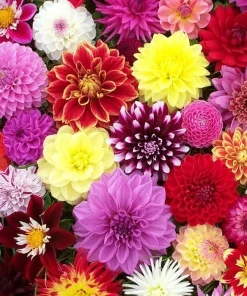 50 Mixed Colors Dahlia Seeds - Beautiful Flowering Plant Seeds for Garden - Image 3