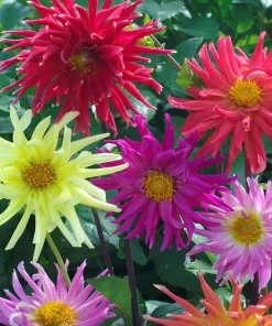 50 Mixed Colors Dahlia Seeds - Beautiful Flowering Plant Seeds for Garden - Image 5