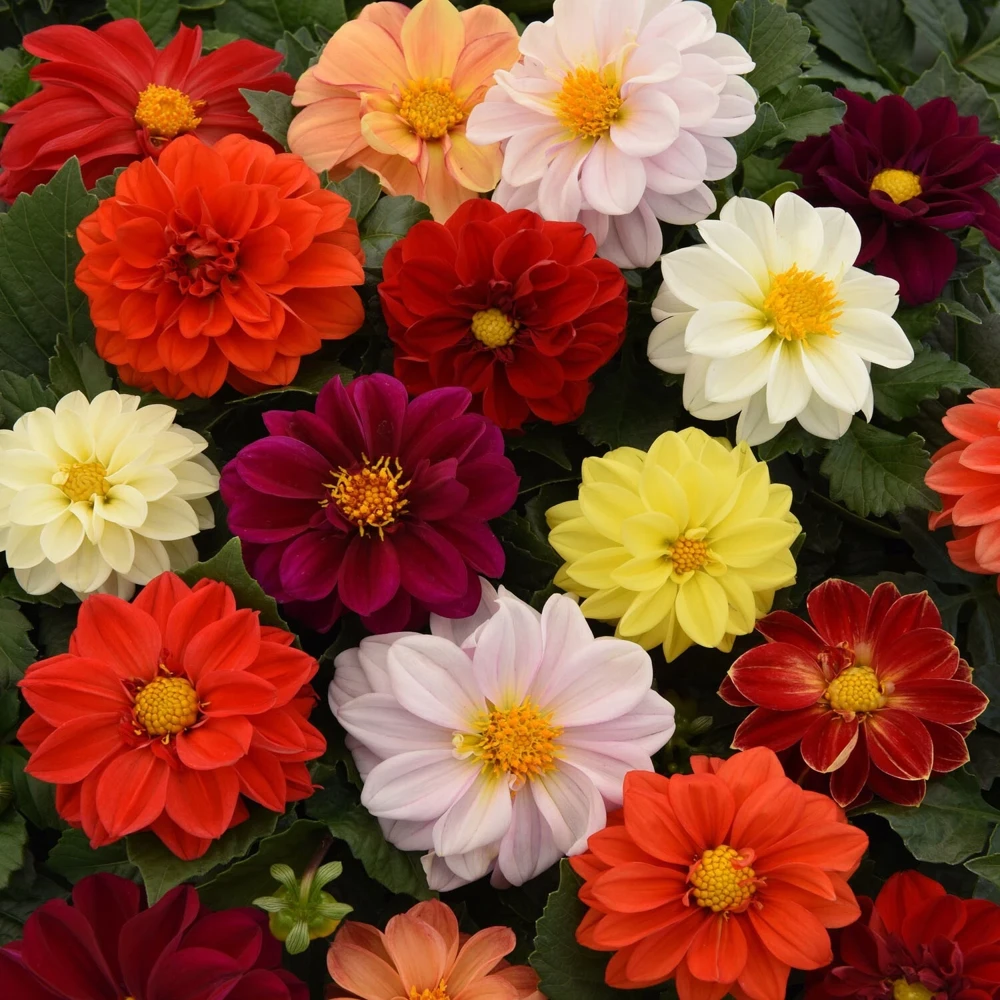 50 Mixed Colors Dahlia Seeds - Beautiful Flowering Plant Seeds for Garden - Image 7