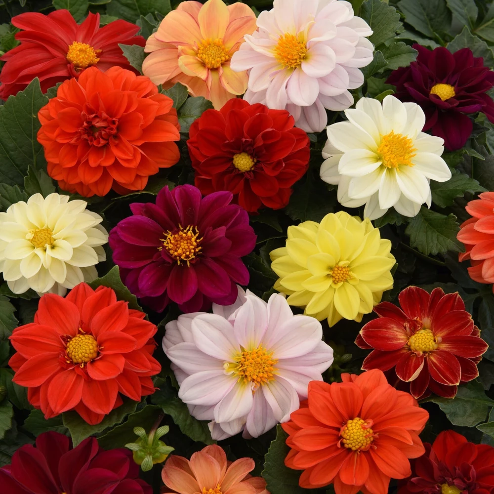 50 Mixed Colors Dahlia Seeds - Flowering Plant Seeds for Garden - Image 3