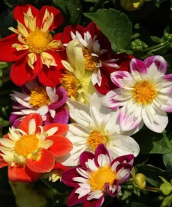 50 Mixed Colors Dahlia Seeds - Flowering Plant Seeds - Image 3