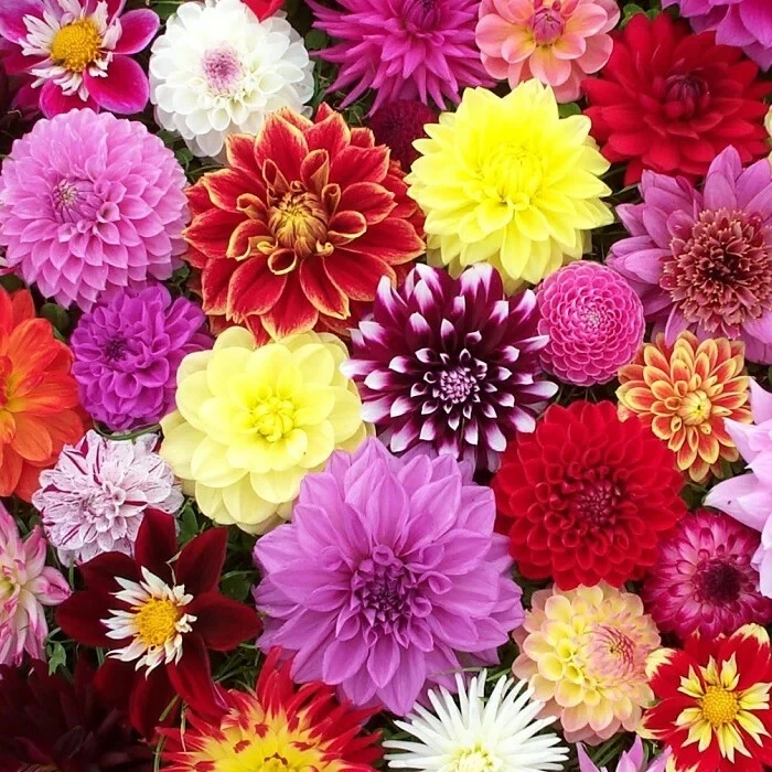 50 Mixed Colors Dahlia Seeds - Flowering Plant Seeds for Garden - Image 4