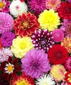 50 Mixed Colors Dahlia Seeds - Flowering Plant Seeds for Garden - Image 4
