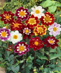 50 Mixed Colors Dahlia Seeds - Flowering Plant Seeds - Image 5
