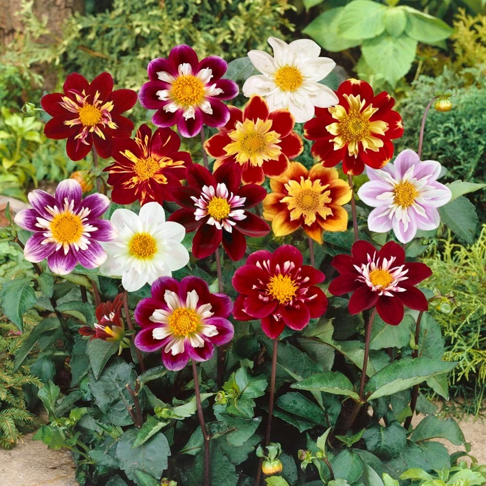 50 Mixed Colors Dahlia Seeds - Flowering Plant Seeds for Garden - Image 7