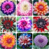 50 Mixed Colors Dahlia Seeds - Flowering Plant Seeds - Image 1
