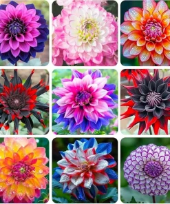 50 Mixed Colors Dahlia Seeds - Flowering Plant Seeds - Image 1