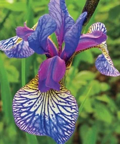 50 Mixed Colors Iris Seeds - Flowering Perennial Garden Seeds - Image 3