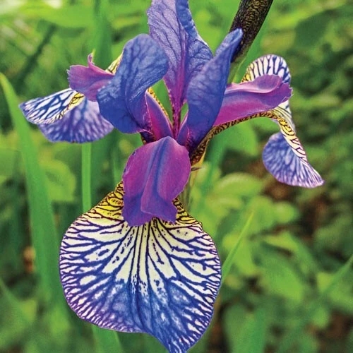 50 Mixed Colors Iris Seeds - Flowering Perennial Garden Seeds - Image 3