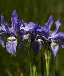 50 Mixed Colors Iris Seeds - Flowering Perennial Garden Seeds - Image 5