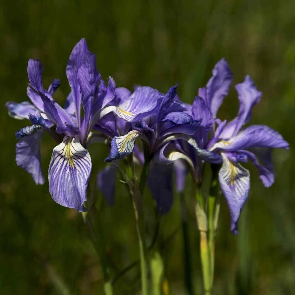 50 Mixed Colors Iris Seeds - Flowering Perennial Garden Seeds - Image 5