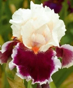50 Mixed Colors Iris Seeds - Flowering Perennial Garden Seeds - Image 6
