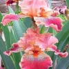 50 Mixed Colors Iris Seeds - Flowering Perennial Seeds - Image 1