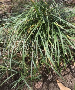 50 Mondo Grass Live Plugs - Ophiopogon japonicus Ground Cover Plants, Bare Root, Outdoor, Green - Image 2