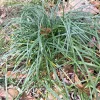 50 Mondo Grass Live Plugs - Ophiopogon japonicus Ground Cover Plants, Bare Root, Outdoor, Green - Image 1