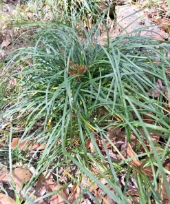 50 Mondo Grass Live Plugs - Ophiopogon japonicus Ground Cover Plants, Bare Root, Outdoor, Green - Image 1