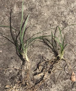 50 Mondo Grass Live Plugs - Ophiopogon japonicus Ground Cover Plants, Bare Root, Outdoor, Green - Image 3