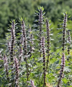 50 Motherwort Seeds (Lion's Tail) - Leonurus Cardiaca Herb Flower Seeds, Pale Pink-Purple Blooms - Image 2