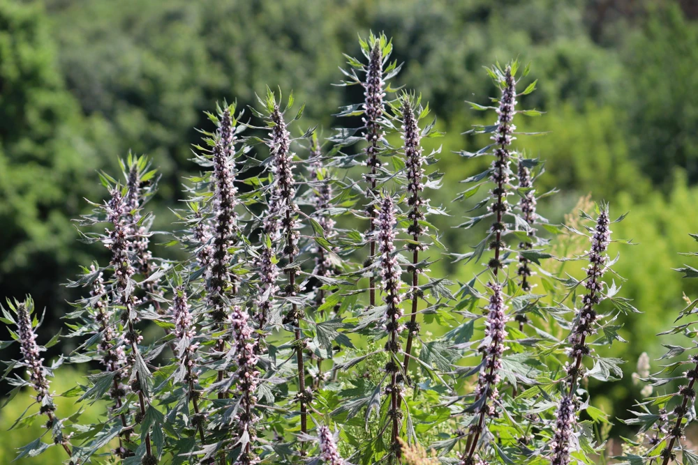 50 Motherwort Seeds (Lion's Tail) - Leonurus Cardiaca Herb Flower Seeds, Pale Pink-Purple Blooms - Image 2