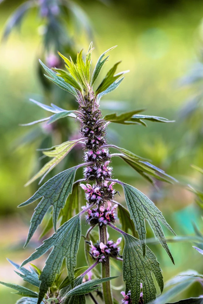 50 Motherwort Seeds (Lion's Tail) - Leonurus Cardiaca Herb Flower Seeds, Pale Pink-Purple Blooms - Image 1