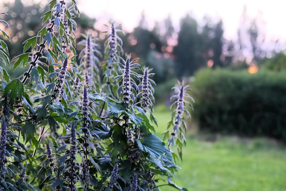 50 Motherwort Seeds (Lion's Tail) - Leonurus Cardiaca Herb Flower Seeds, Pale Pink-Purple Blooms - Image 3