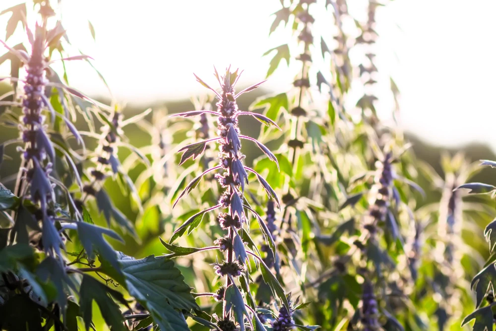 50 Motherwort Seeds (Lion's Tail) - Leonurus Cardiaca Herb Flower Seeds, Pale Pink-Purple Blooms - Image 4