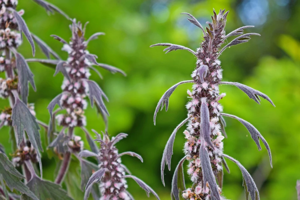 50 Motherwort Seeds (Lion's Tail) - Leonurus Cardiaca Herb Flower Seeds, Pale Pink-Purple Blooms - Image 5