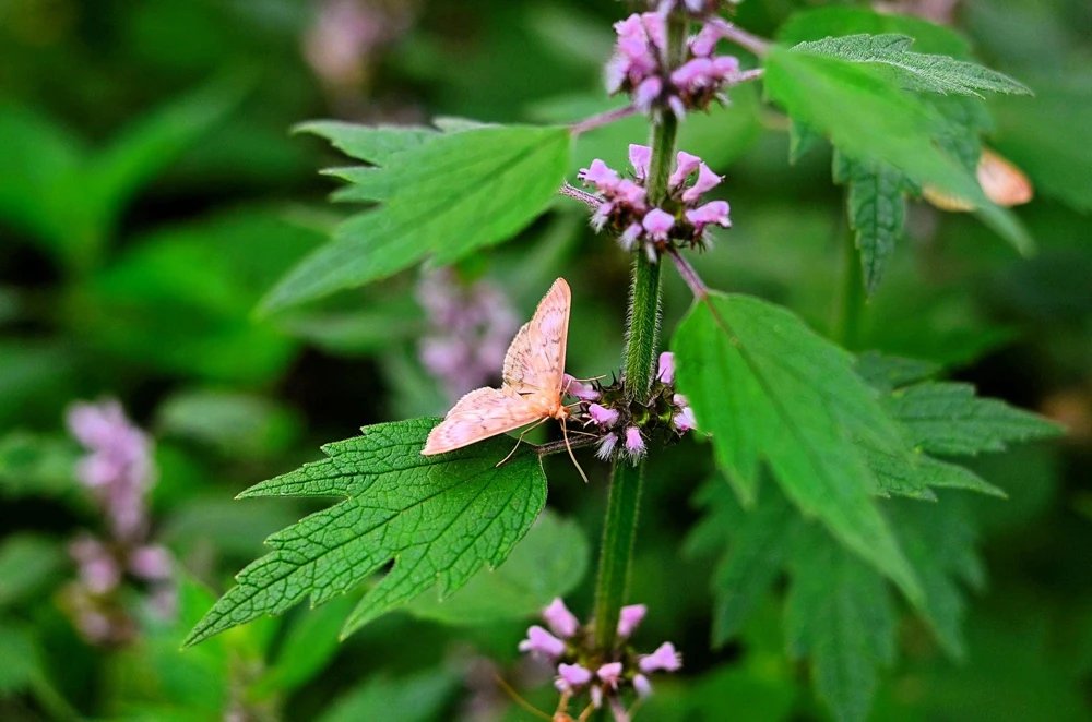 50 Motherwort Seeds (Lion's Tail) - Leonurus Cardiaca Herb Flower Seeds, Pale Pink-Purple Blooms - Image 6