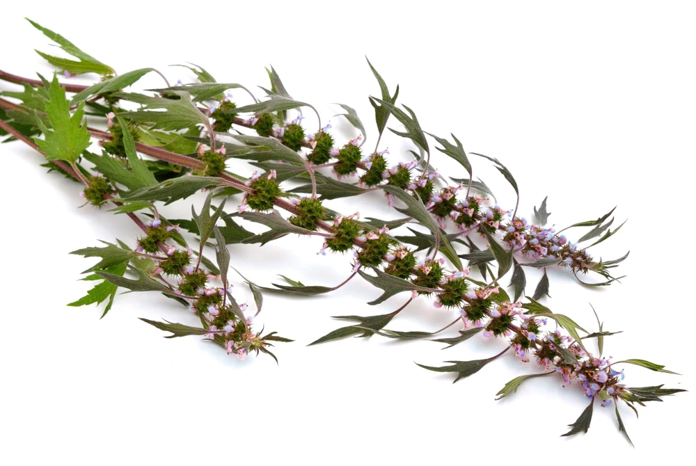 50 Motherwort Seeds (Lion's Tail) - Leonurus Cardiaca Herb Flower Seeds, Pale Pink-Purple Blooms - Image 7