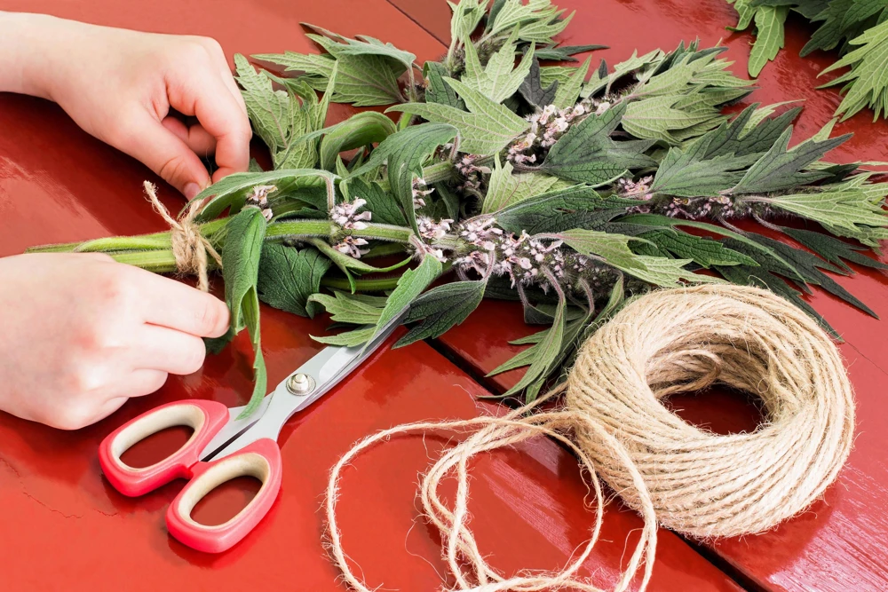 50 Motherwort Seeds (Lion's Tail) - Leonurus Cardiaca Herb Flower Seeds, Pale Pink-Purple Blooms - Image 9