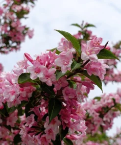 50 Old Fashioned Weigela Seeds - Florida Bush Shrub Flower Seeds - Image 2