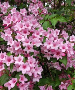 50 Old Fashioned Weigela Seeds - Florida Bush Shrub Flower Seeds - Image 3