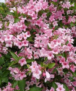 50 Old Fashioned Weigela Seeds - Florida Bush Shrub Flower Seeds - Image 4