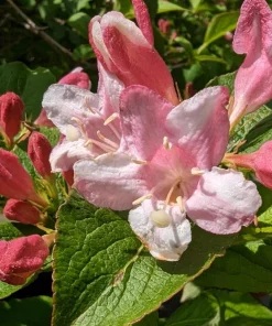 50 Old Fashioned Weigela Seeds - Florida Bush Shrub Flower Seeds - Image 5