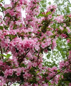 50 Old Fashioned Weigela Seeds - Florida Bush Shrub Flower Seeds - Image 6