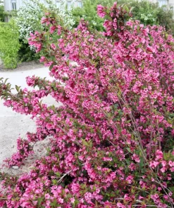 50 Old Fashioned Weigela Seeds - Florida Bush Shrub Flower Seeds - Image 7