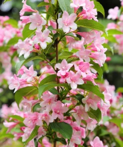 50 Old Fashioned Weigela Seeds - Florida Bush Shrub Flower Seeds - Image 8