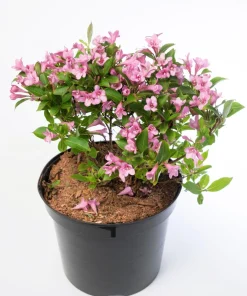 50 Old Fashioned Weigela Seeds - Florida Bush Shrub Flower Seeds - Image 9