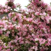 50 Old Fashioned Weigela Seeds - Florida Bush Shrub Flower Seeds - Image 1