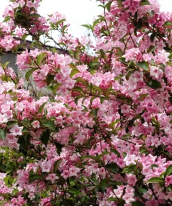 50 Old Fashioned Weigela Seeds - Florida Bush Shrub Flower Seeds - Image 1