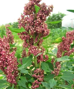 50 Organic Cherry Vanilla Quinoa Seeds - Pink Flowers & White Grain, Annual - Image 3