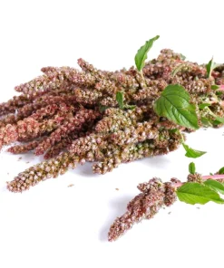50 Organic Cherry Vanilla Quinoa Seeds - Pink Flowers & White Grain, Annual - Image 5