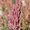50 Organic Cherry Vanilla Quinoa Seeds - Pink Flowers & White Grain, Annual - Image 1