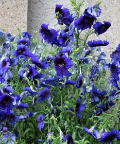 50 Organic Kew Blue Painted Tongue Seeds - Velvet Trumpet Flower - Salpiglossis Sinuata - Image 2