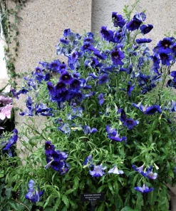 50 Organic Kew Blue Painted Tongue Seeds - Velvet Trumpet Flower - Salpiglossis Sinuata - Image 3