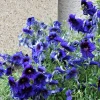 50 Organic Kew Blue Painted Tongue Seeds - Velvet Trumpet Flower - Salpiglossis Sinuata - Image 1